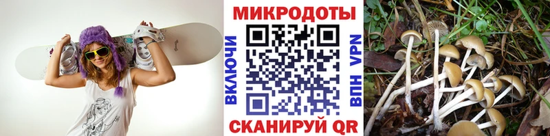 Галлюциногенные грибы Cubensis Томск